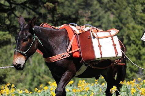 Rooster is a 4 year old black john <b>mule</b> standing at 14'2", approximately 900 lbs. . Mule decker pack saddle for sale